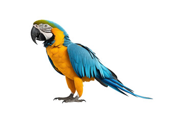 Blue and yellow macaw parrots against white background. Suitable for websites, presentations, and educational materials about tropical birds and wildlife