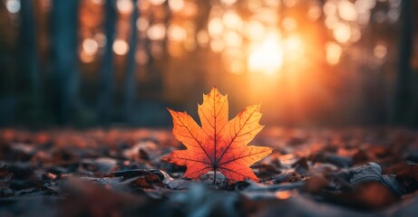 Wall Mural - Stunning autumn foliage on an abstract sunny background. Orange maple leaf symbolizing autumn. Background of autumn forest landscape with copy space. Banner of autumn season.