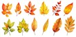 © Maxim Borbut - An illustration of a colorful autumn tree leaf collection isolated on a white background.