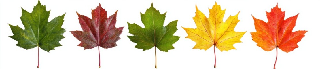 Leaves isolated on transparent or white backgrounds, png