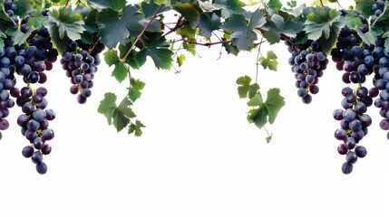 Background template with copy space  of grape leaf and  vine