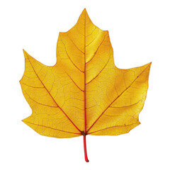 a vibrant yellow maple leaf showcasing detailed veins and texture, perfect for autumn-themed designs