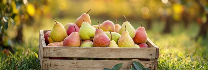 Fresh pear fruit in wooden crate in orchard plantation farm