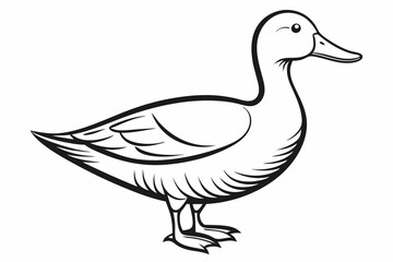 Wall Mural - A Beautiful pet bird duck side view line art vector art illustration