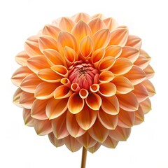 Wall Mural - Closeup of a Peach Dahlia with Delicate Petals, Macro Photography, Floral Art, Flower, Dahlia, Petals