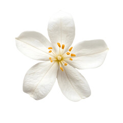 Jasmine flower isolated on white background with clipping path, symbol of Mothers day in thailand.