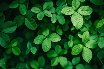 Wall Mural - Vibrant green leaves in a close-up shot, highlighting their detailed texture and lushness.