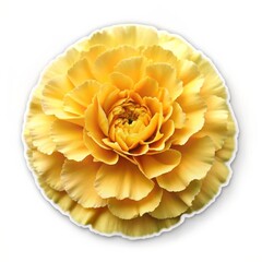 Sticker - Yellow Flower Macro Photography, white background, soft light, floral beauty, petals, flower texture, nature