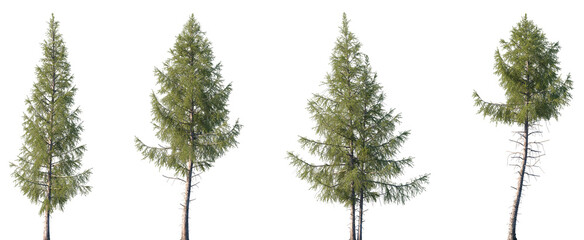 Wall Mural - set of larix laricina (commonly known as the tamarack, hackmatack, eastern larch, black larch, red l