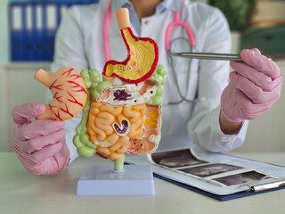 Disease of the stomach and intestines of the digestive system. Doctor with anatomical model for studying diagnosis and treatment of the stomach ongology 