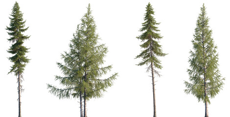 Wall Mural - set of larix occident and larix laricina isolated png in sunny daylight on a transparent background 