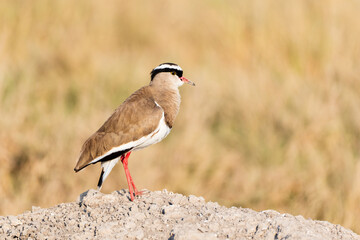 Wall Mural - Crowned Lapwing