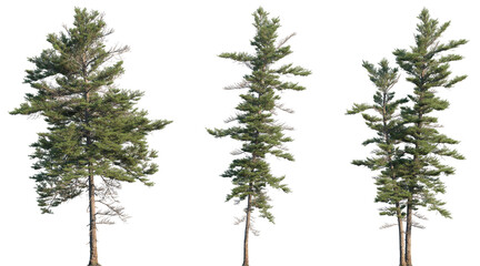 Wall Mural - set of picea mariana (the black spruce) isolated png in sunny daylight on a transparent background p