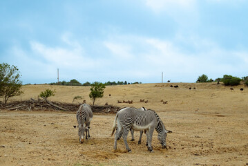 cebras al aire libre.