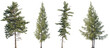 © Viktoria - Set of Picea mariana (the black spruce) and Larix laricina isolated png in sunny daylight on a transparent background perfectly cutout