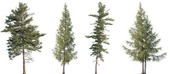 Wall Mural - set of picea mariana (the black spruce) and larix laricina isolated png in sunny daylight on a trans