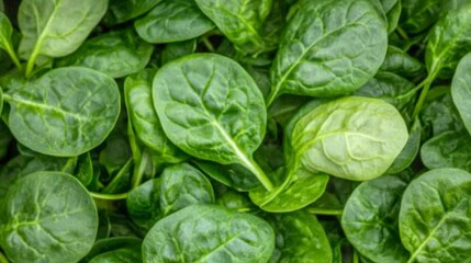 Wall Mural - Fresh Spinach Leaves