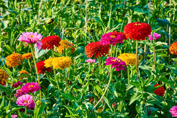 Blooming Zinnias in Vibrant Garden Eye-Level Perspective