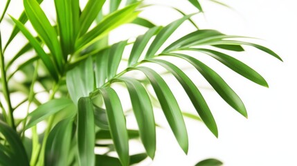 Wall Mural - Lush Green Tropical Leaves