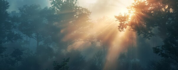 Wall Mural - Dawn light breaking through foggy trees, 4K hyperrealistic photo,