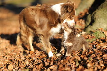 Two Dogs And Kitten Outdoors Free Stock Photo - Public Domain Pictures