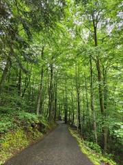 path in the woods