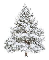 Wall Mural - snow-covered pine tree standing tall in a winter landscape isolated on transparent background