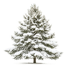 Wall Mural - snow-covered evergreen tree standing beautifully in winter scenery isolated on transparent backgroun