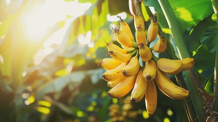 Canvas Print -   A cluster of bananas dangling from a tree, with sunlight filtering through the foliage in the background