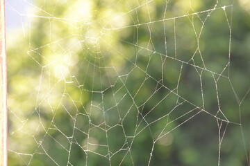 spider web with dew drops
