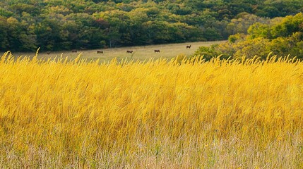 Canvas Print -   A vast field of towering golden grass stretches ahead, dotted with cows grazing peacefully in the distance In the background, swaying trees frame the picturesque scene