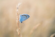 © Gabriel Ozon/Stocksy - Silver-studded blue (Plebejus argus)