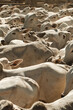 © Luis Herrera/Stocksy - large herd of cattle close together