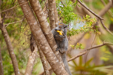 Crowned lemur in forest Madagascar nature.