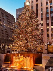 christmas tree at night