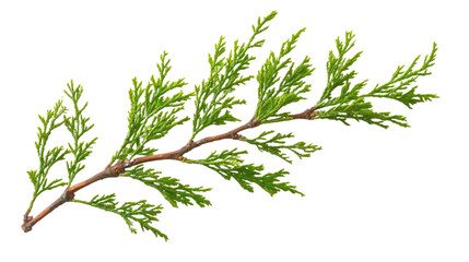 cypress branch on transparent white background