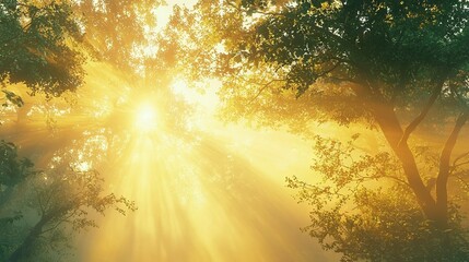   The sun illuminates through the tree canopy on a misty mid-afternoon in a urban park