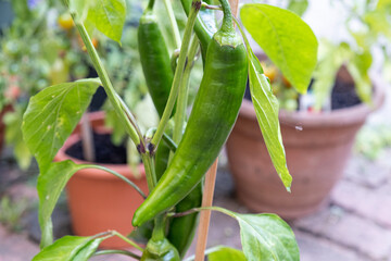 Growing hot peppers. Garden in pots in the yard