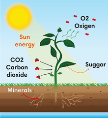 photosynthesis scheme