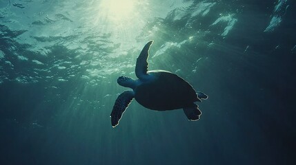 Poster -  Turtle swimming in the ocean under a bright sun, with its head above water