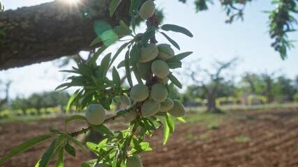 Wall Mural - Green almonds on a tree branch in a sunny field in puglia, italy, showing a close-up view of unripe, vibrant almonds with surrounding natural greenery and sunlight filtering through.