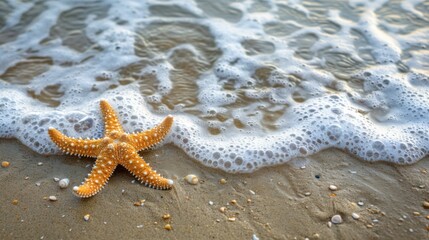 A starfish and a bunch of shells are on the beach