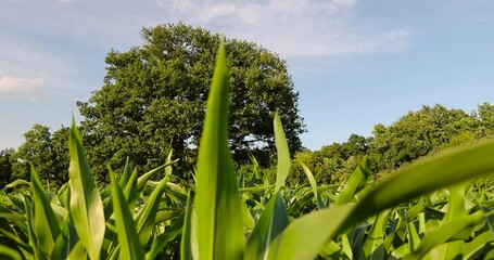 Wall Mural - a lonely old oak tree in a field with tall green corn, a field with one oak tree and a harvest of sweet corn