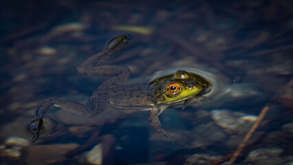 Frog in Acadia National Park