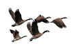 © Krish - group of geese PNG, geese PNG, geese isolated on white transparent background