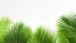 © Paul Peery - Lush Palm Leaves Close-Up Over White Background Vibrant Green Foliage