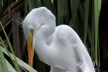 Sticker - White snowy heron in the nest in Florida zoological garden, closeup