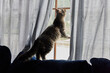 © Anna Tabakova/Stocksy - Cute cat hanging out near window