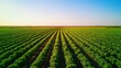 © arhendrix - Aerial view of a lush green agricultural field stretching to the horizon under a clear blue sky, showcasing rural farming landscape.