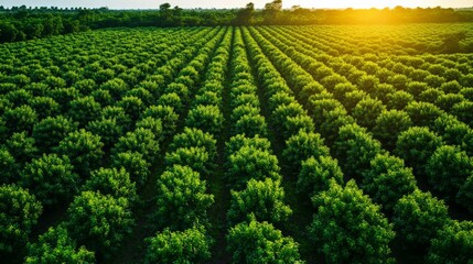 Aerial view of a lush green farm with neatly planted rows of crops, bathed in warm sunlight. Agricultural landscape and farmland at sunset.